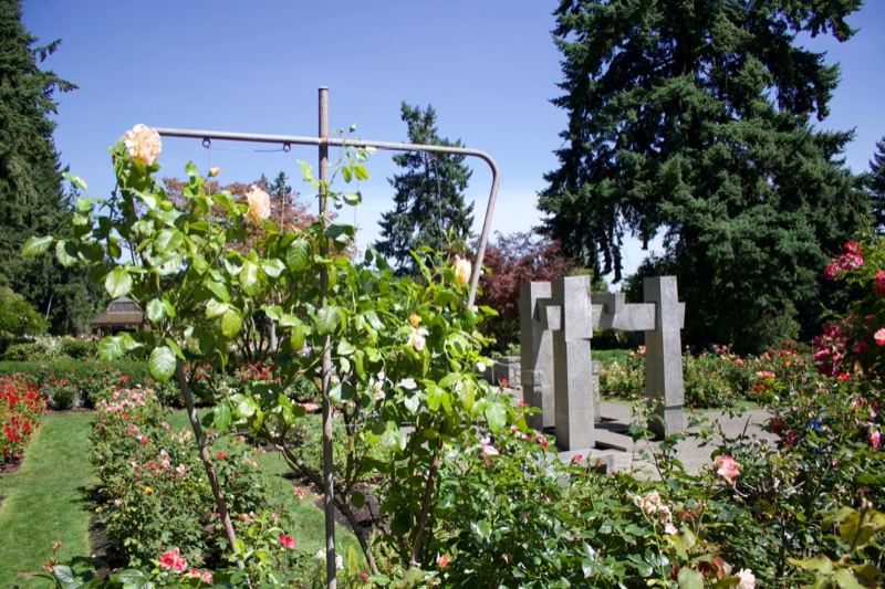 Roses in Sunny Garden with Trees