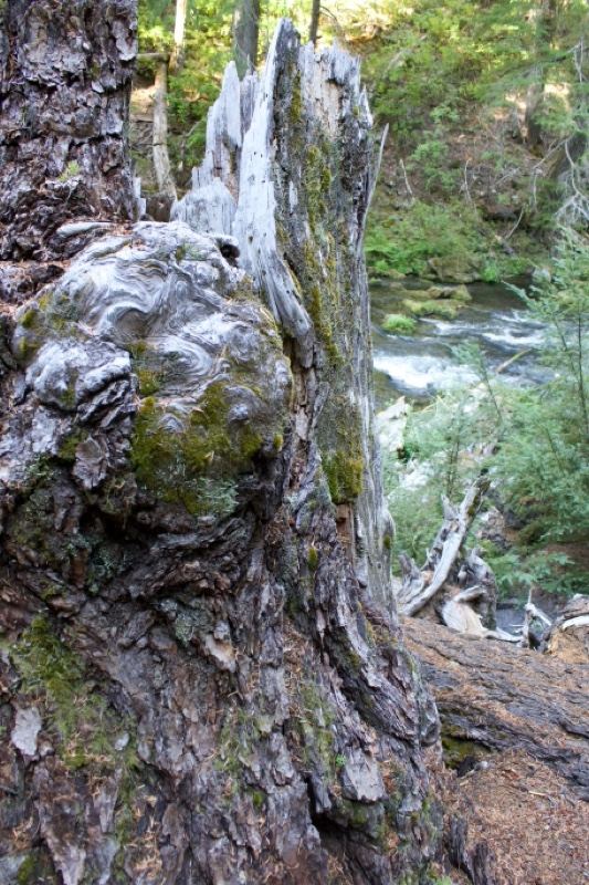 Weathered Tree Stump Beside Forest Stream