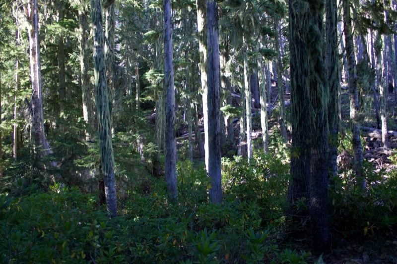 Sunlit Conifer Forest Undergrowth