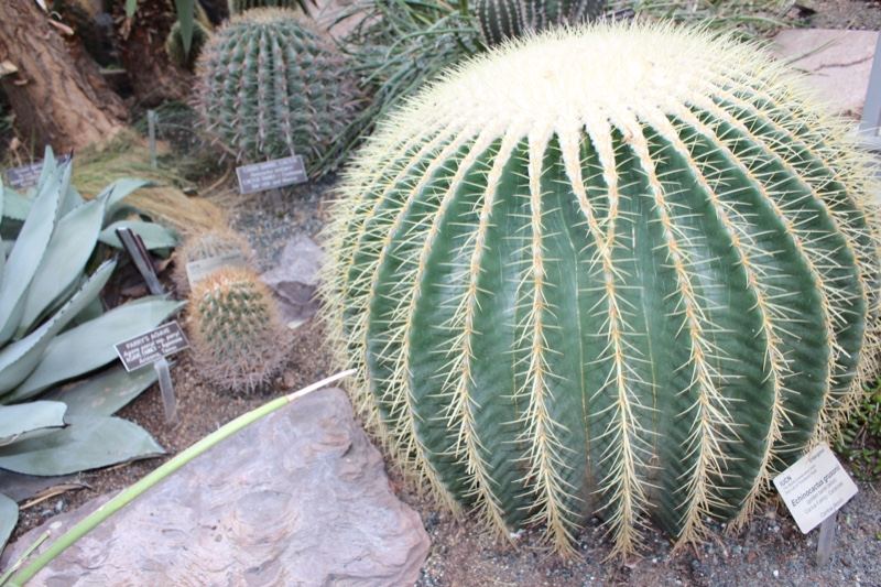 Golden Barrel Cactus in Botanical Garden