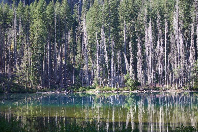 Alpine Lake Reflecting Dead Forest