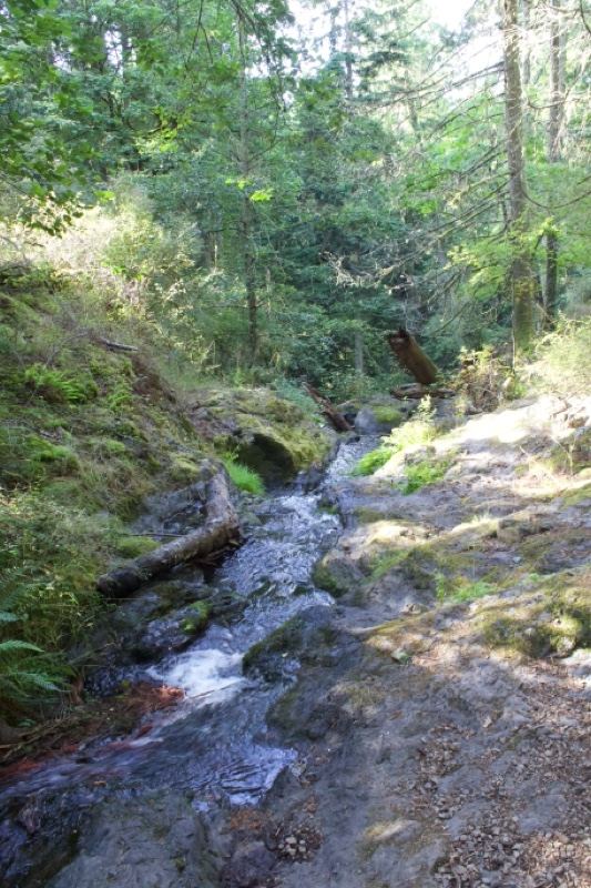 Forest Creek Flowing Through Woodland