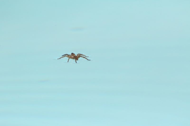 Spider Skimming Water Surface