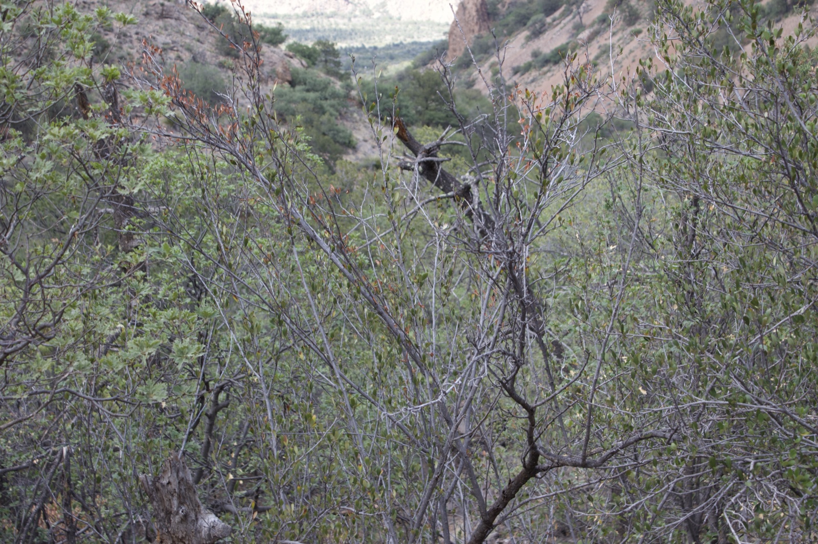 Arid Canyon Shrubland with Lizard