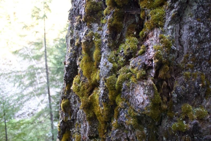 Moss Covered Tree Bark Close Up