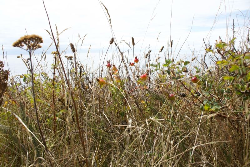 Tall Wild Grasses and Seed Heads