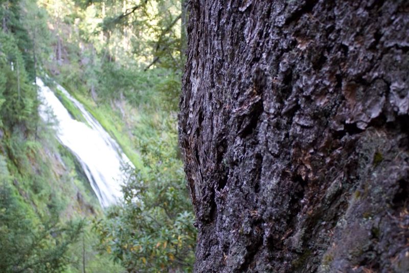 Waterfall Behind Tree Trunk