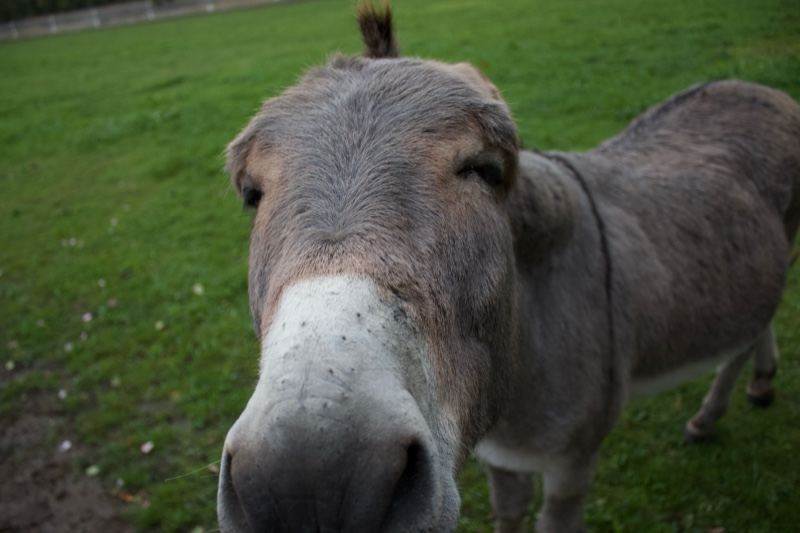 Donkey Close-Up in Grass Field