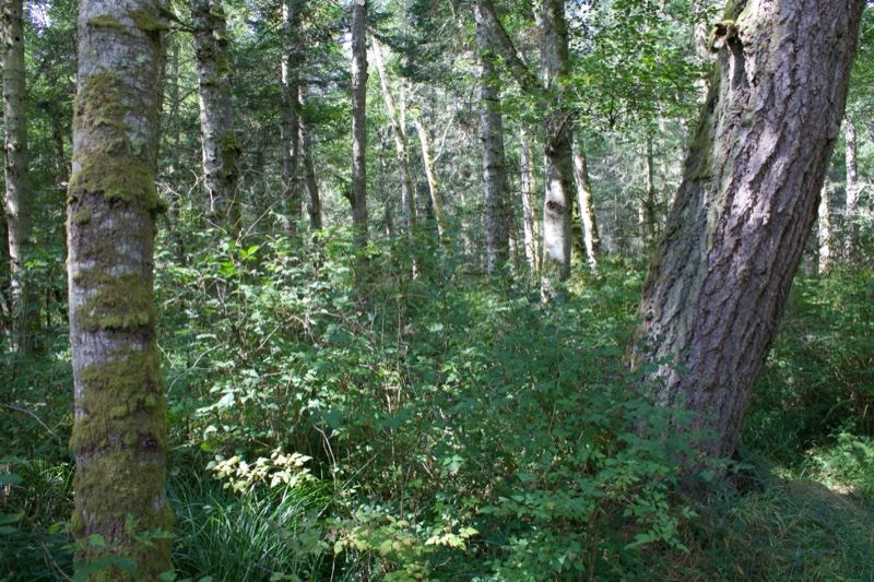 Mossy Forest Undergrowth in Temperate Woodland