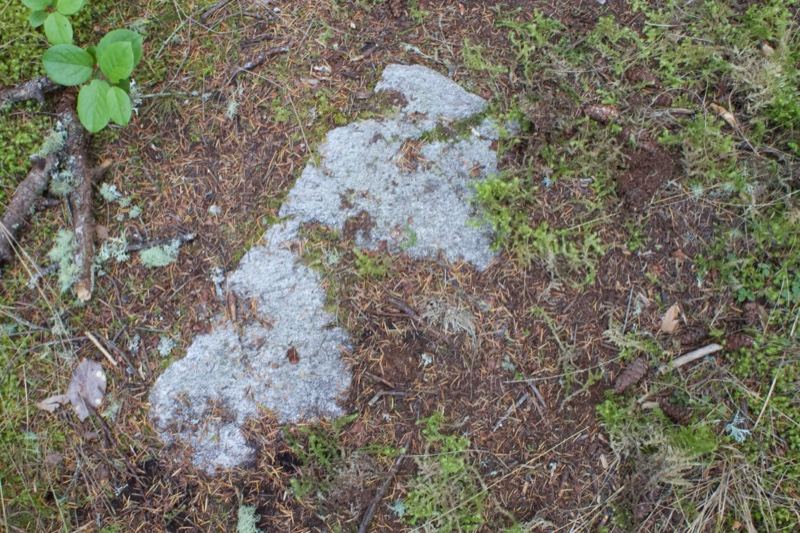 White patch on forest floor