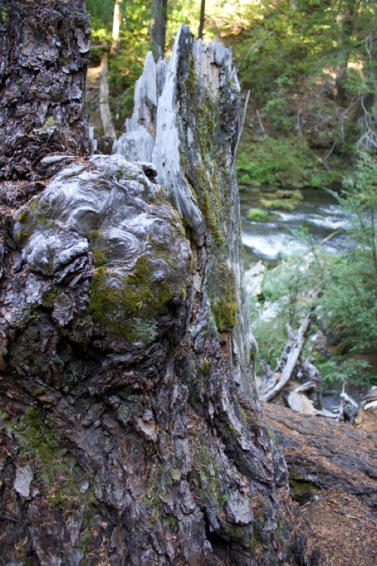Weathered Tree Stump in Forest