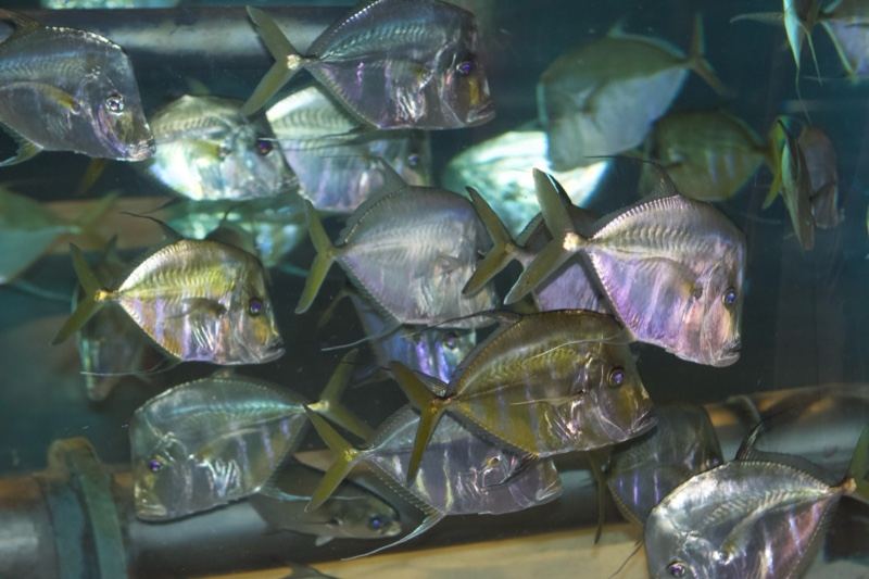 Silver Pompano Fish in Aquarium Tank