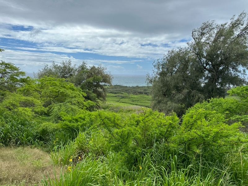 Lush Coastal Vegetation Overlooking Ocean