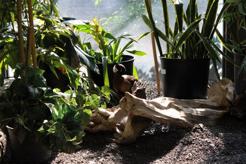 Tropical Plants With Driftwood Indoors
