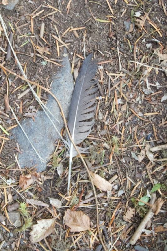Bird Feather on Forest Floor