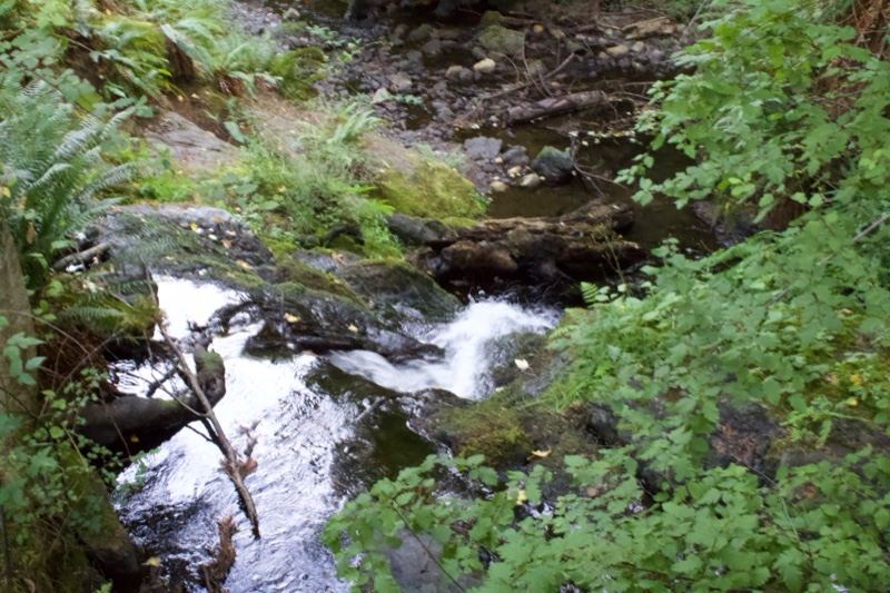 Forest Stream Flowing Over Rocks