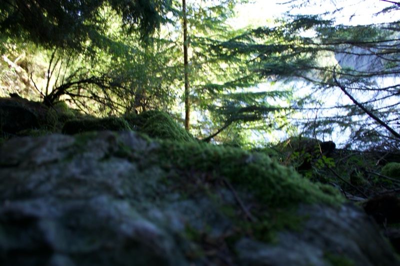 Mossy Rock in Sunlit Forest