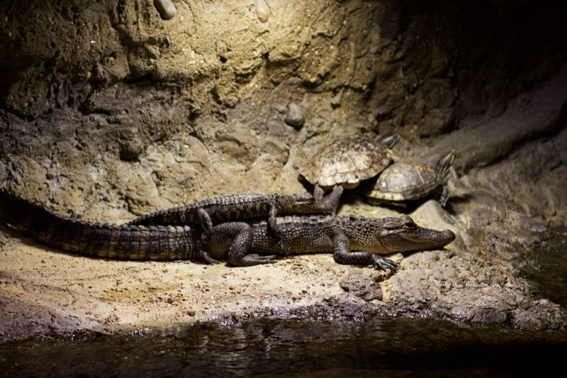 Caiman resting in rocky cave