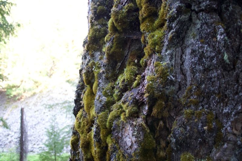 Moss Covered Tree Trunk Close Up
