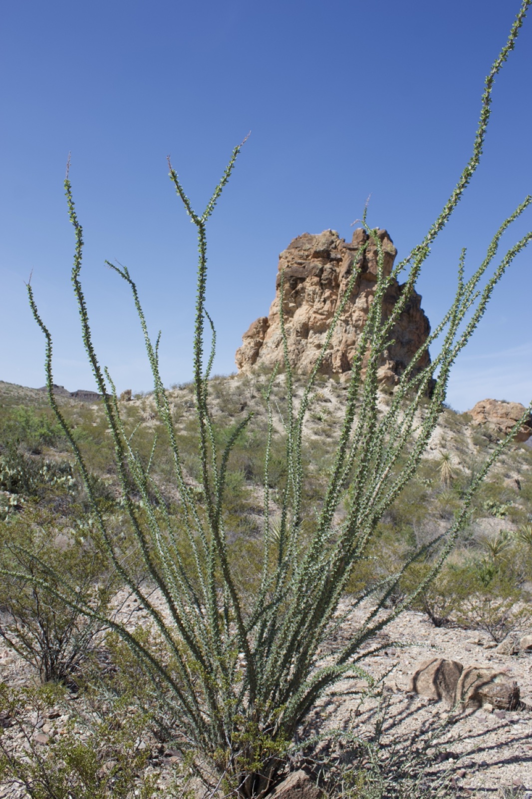 Ocotillo Plant in Desert Landscape