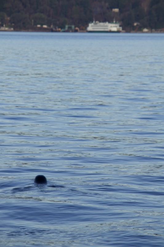 Seal Surfacing in Calm Water