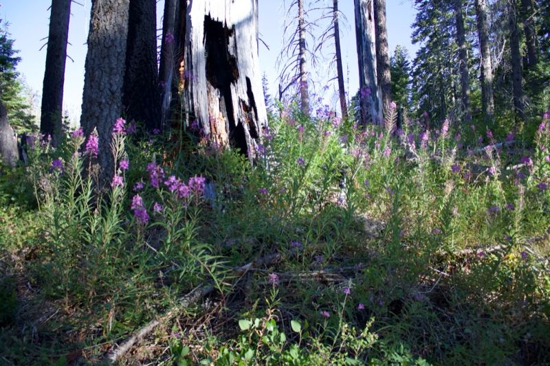 Purple Wildflowers in Burned Forest