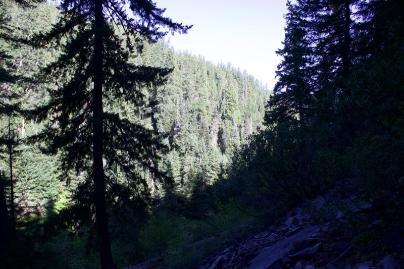 Forest Valley View Through Trees