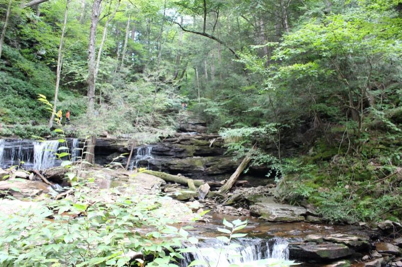 Forest Cascade in Lush Woodland
