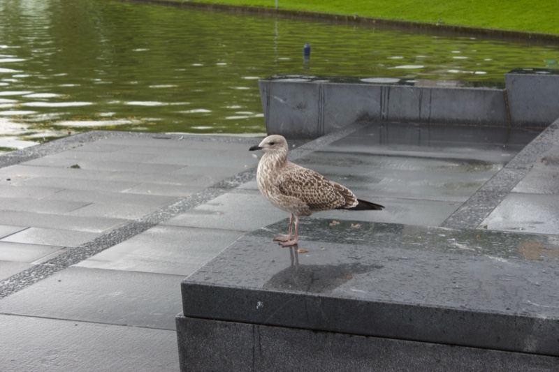 Juvenile Seagull on Stone Steps