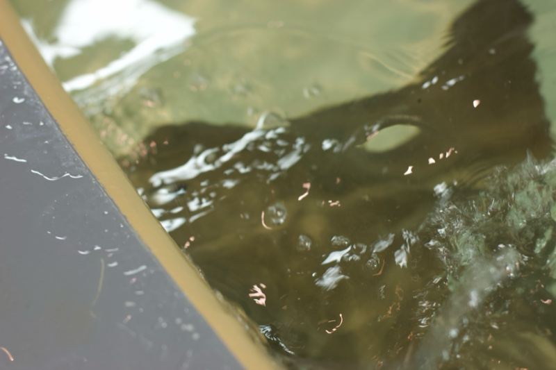 Stingray Underwater in Aquarium Tank