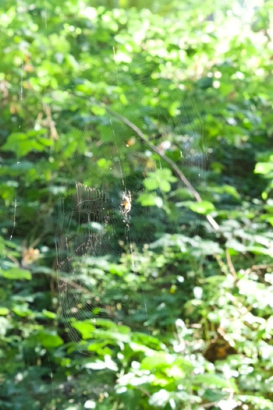 Spider Web in Sunlit Forest Foliage