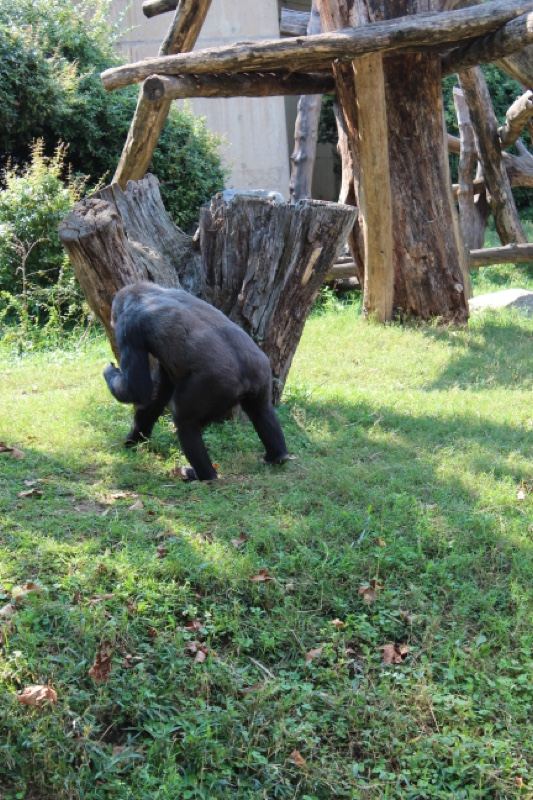 Gorilla foraging on grass in enclosure