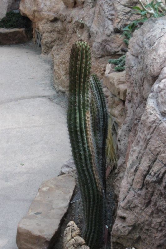 Tall Columnar Cactus Between Rocks