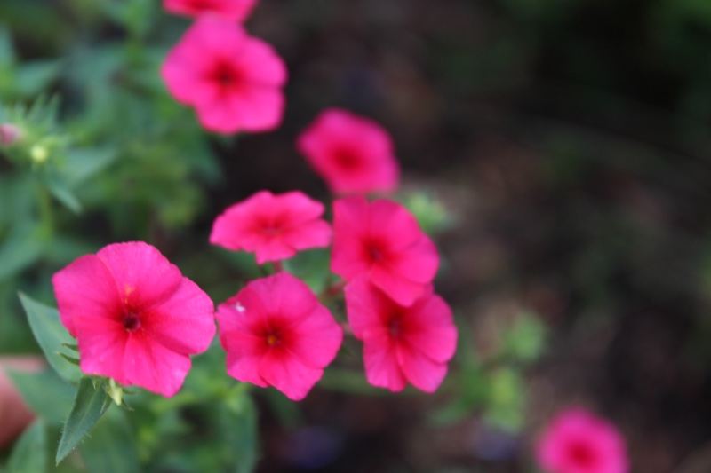 Vibrant Pink Petunia Flowers Close Up