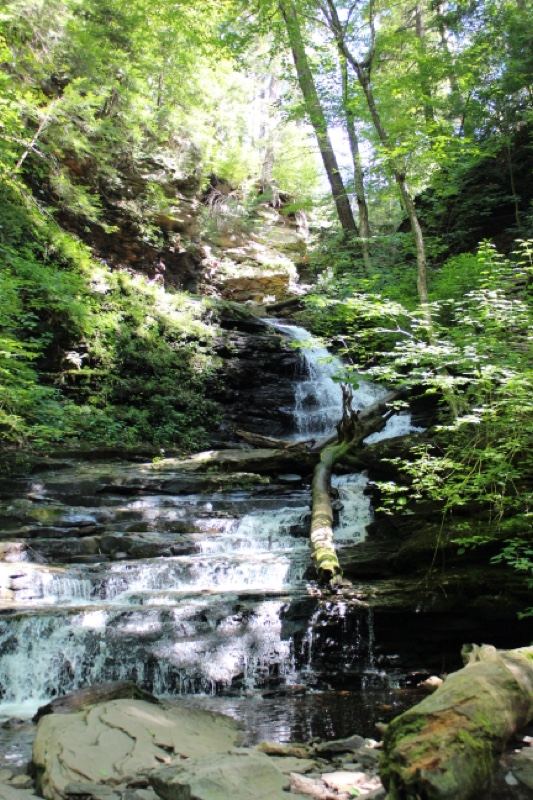 Forest Waterfall Cascading Down Rocks