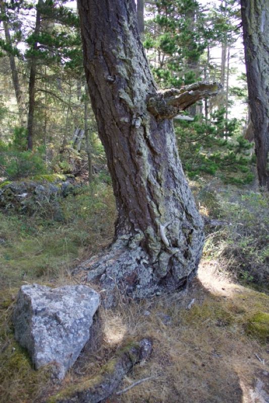 Gnarled Pine Tree in Forest