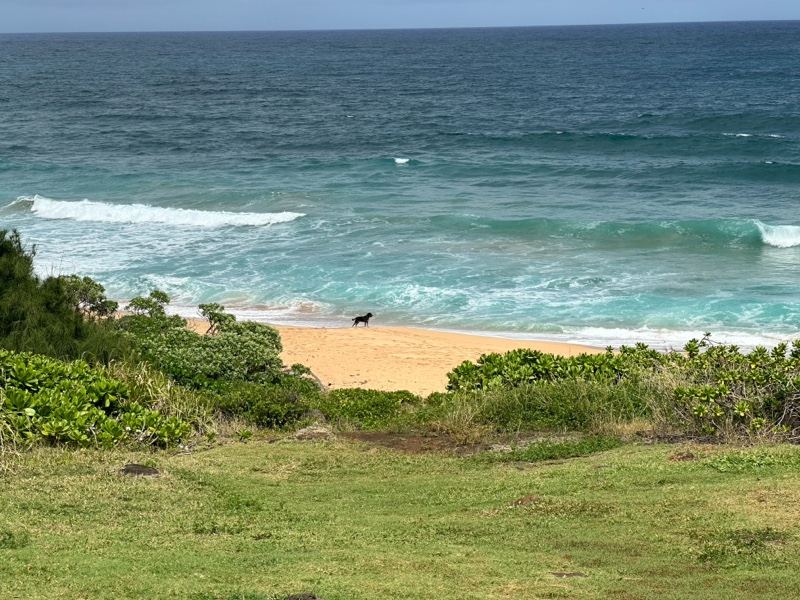 Coastal Beach Overlooking Ocean Waves