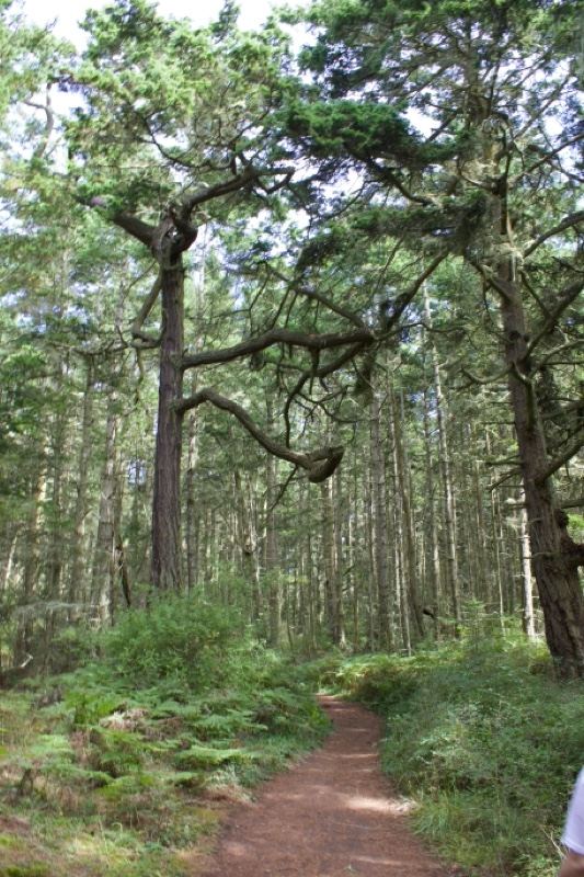 Forest Trail Under Tall Conifers