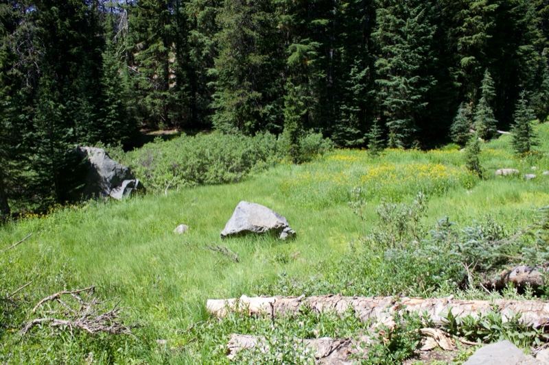 Mountain Meadow With Forest And Rocks