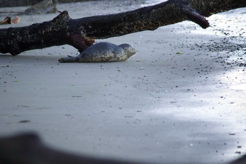 Seal Resting on Sandy Beach Under Driftwood