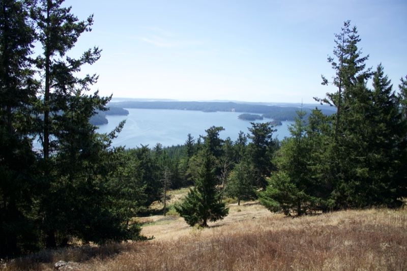 Forest Overlook Over Distant Bay