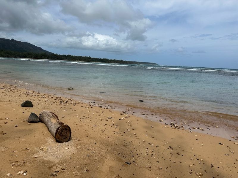 Tropical Beach with Driftwood and Ocean