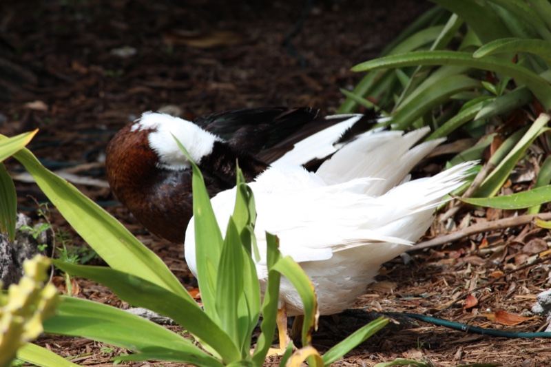 White Duck Resting on Forest Floor