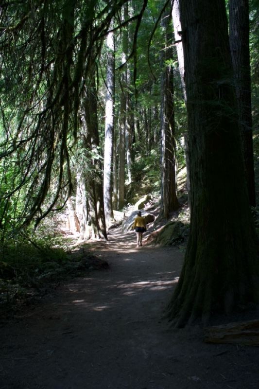 Forest Trail With Hiker In Sunlight