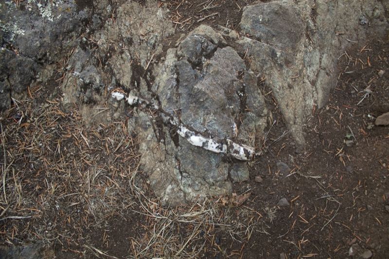 Snake on rocky ground