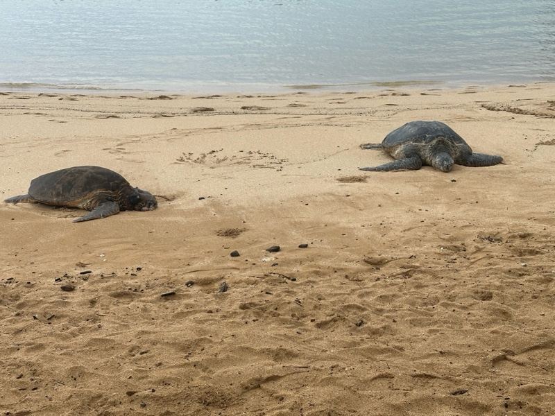 Two Sea Turtles Resting on Beach