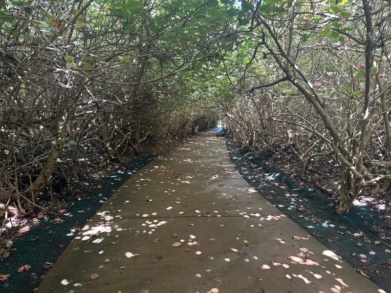 Tree Tunnel Path Through Mangroves
