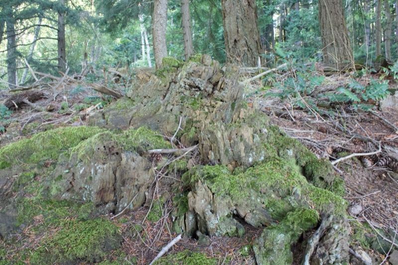 Moss-Covered Stump in Forest