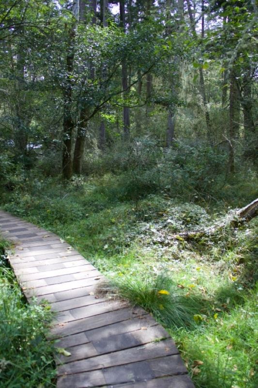 Wooden Boardwalk Through Lush Forest