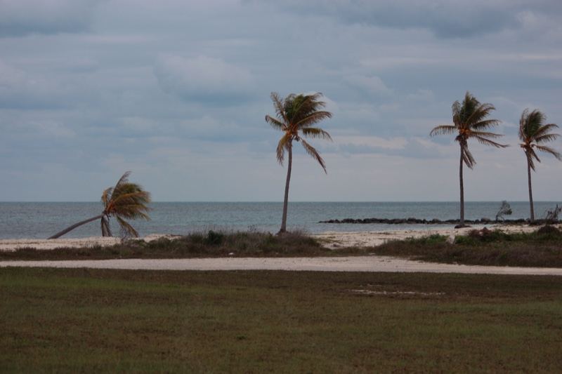 Wind Bent Palms Over Coastal Beach